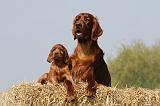 SETTER IRLANDAIS 147
